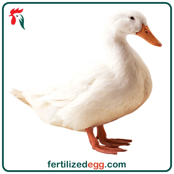 تخم نطفه دار غاز